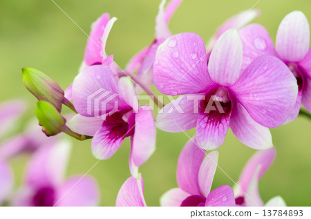 Dendrobium orchid hybrids is white and pink stripes Dendrobium orchid hybrids is white and pink stripes 13784893