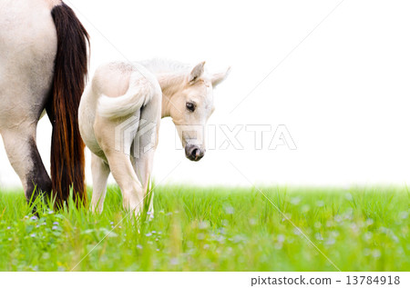 Horse foal looking isolated on white Horse foal looking isolated on white 13784918