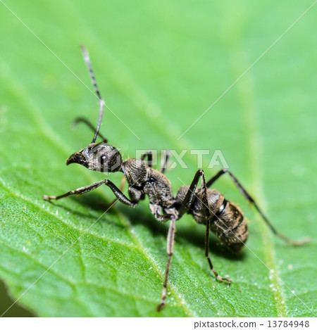 Black Carpenter Ant (Camponotus pennsylvanicus) Black Carpenter Ant (Camponotus pennsylvanicus) 13784948