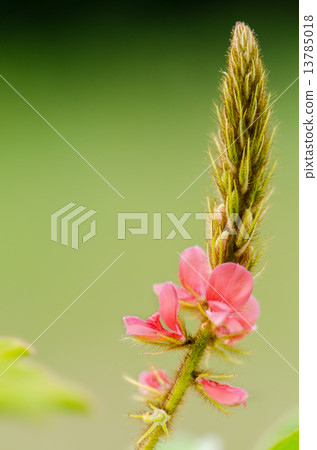 Small panicle of pink flower in meadow 13785018