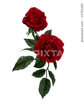 Beautiful red rose isolated on white.  13785260