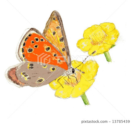 Lycaena phlaeas 13785439