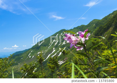Lily and lily morigodake 13785800