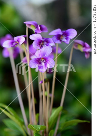 紫羅蘭 紫羅蘭 13785855