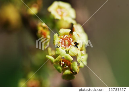 葡萄乾 葡萄乾 13785857