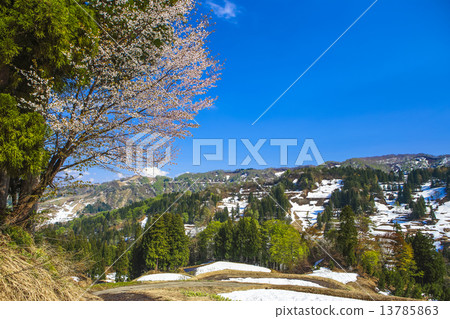 Rice paddy over rainy season 13785863