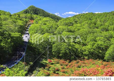 Azalea of Akagi Seikiyama 13785865