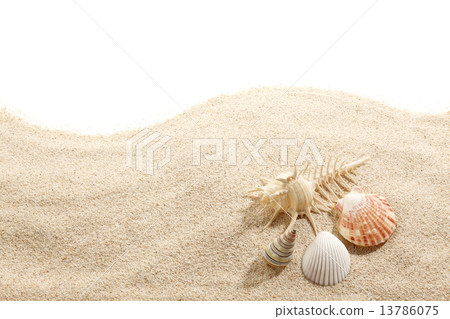 Shellfish and starfish on the sandy beach 13786075
