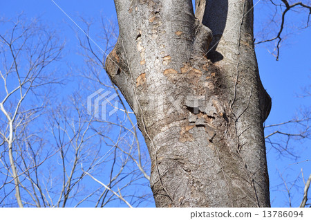 澤爾科娃(zelkova) 澤爾科娃(zelkova) 13786094