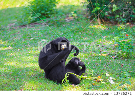 Siamang (Symphalabgus syndactylus) 13786271