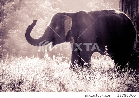 baby asian elephent 13786360