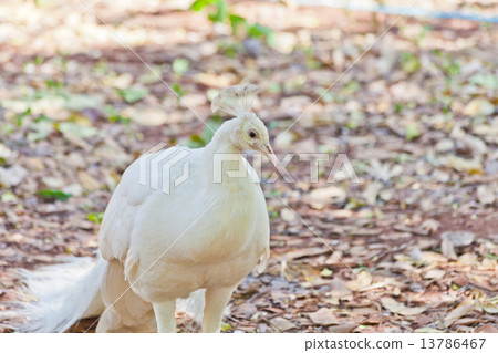 White Peacock White Peacock 13786467