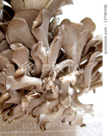 灰樹花 灰樹花 13786486