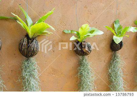 Spanish moss hanging strand and Bird of nest fern Spanish moss hanging strand and Bird of nest fern 13786793