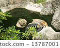 Tiger is resting in pool  13787001