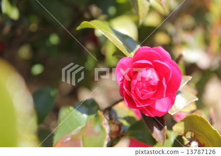 Snow Hua Tsubaki 13787126