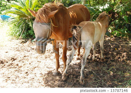 Ishigaki's parent and child (Ishigaki-jima / Okinawa Prefecture) 13787146
