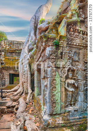 Ta Prohm Temple ancient tree roots, Angkor Ta Prohm Temple ancient tree roots, Angkor 13787370