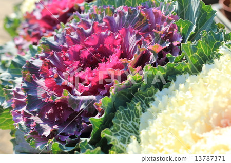 Leaf button 13787371