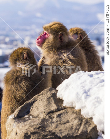 Japanese monkey (parent and child) 13787515