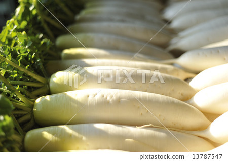Japanese radish 13787547