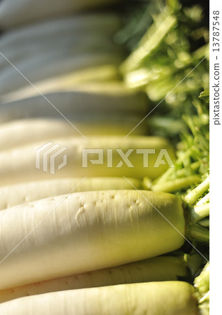 Japanese radish 13787548