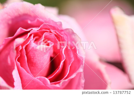 A sunny rose A sunny rose 13787752