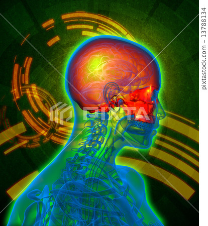 3d render medical illustration of the upper skull 3d render medical illustration of the upper skull 13788134