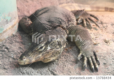 Mizu lizard 13788434