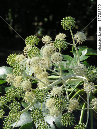 第八朵花 13788500