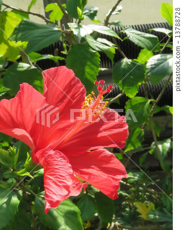 芙蓉花 芙蓉花 13788728