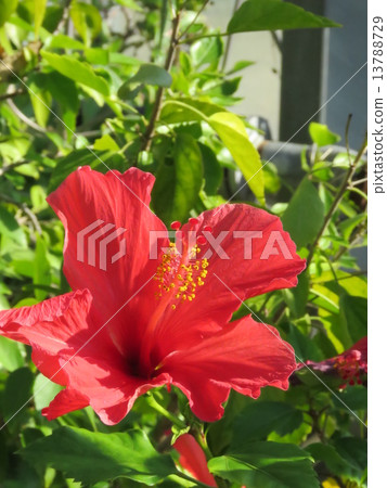 芙蓉花 芙蓉花 13788729