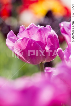 Tulip 13789221