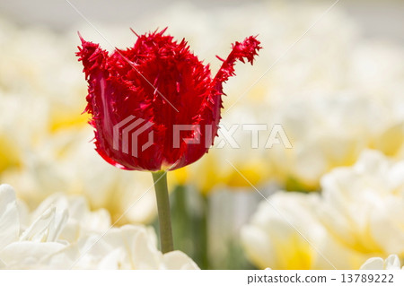 Tulip 13789222