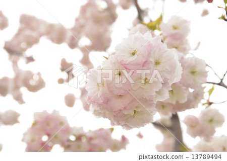 Cherry Blossoms Cherry Blossoms 13789494
