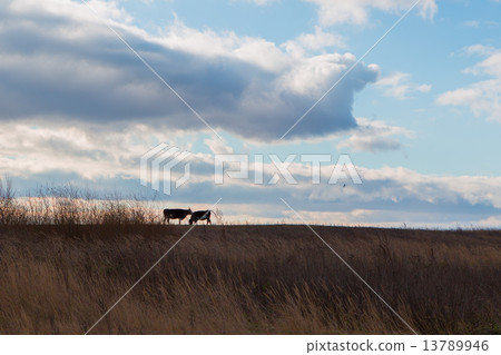 Cows on the meadow in autumn time 13789946