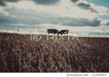 Cows on the meadow in autumn time 13789947