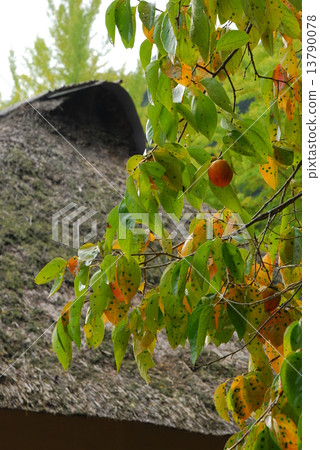 Kozoji Temple Sato family house 13790078