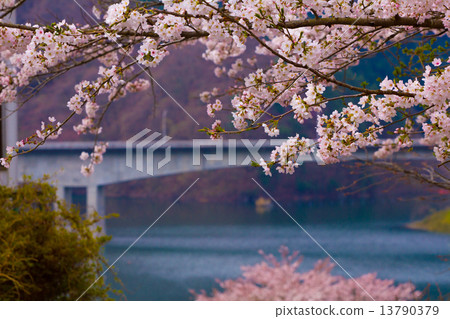 Cherry Blossoms	 13790379