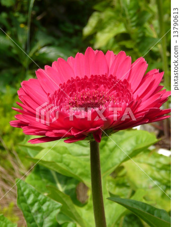 Mr. Gerbera Mr. Gerbera 13790613
