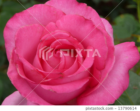 玫瑰 13790614