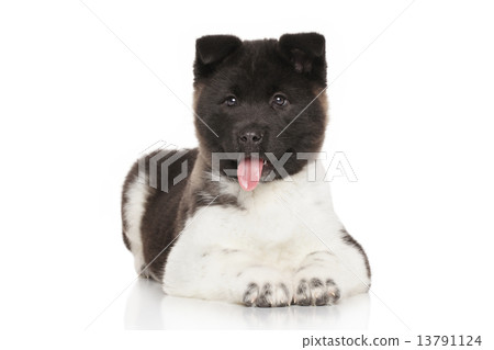 Akita puppy on white background 13791124