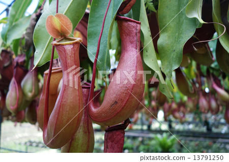 Tropical pitcher plant 13791250