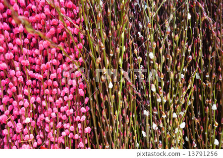 Plum flowers 13791256
