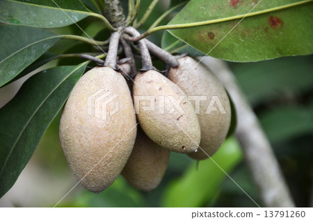 Chiku fruits on the tree Chiku fruits on the tree 13791260