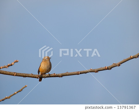 Yobitaki stopping on branches Yobitaki stopping on branches 13791367