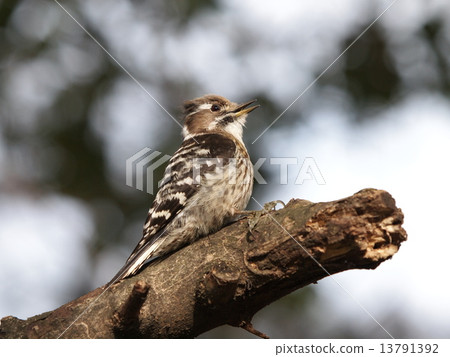 Kogera Kogera 13791392