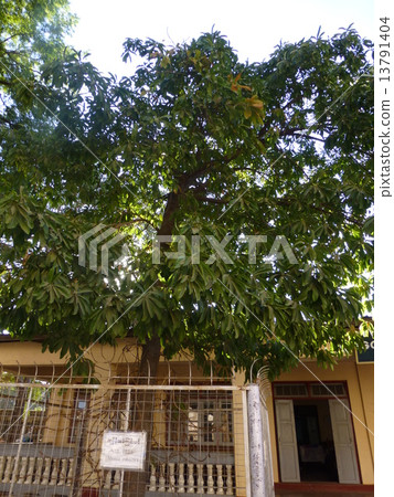 阿南達寺的Saruwodori樹（緬甸：蒲甘） 13791404