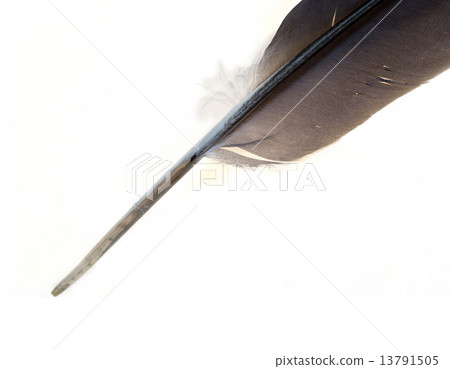 quill pen quill pen 13791505