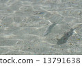 新鮮的海灘魚（沖繩久米島） 13791638